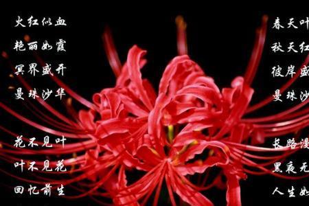 彼岸花的香味是什么
