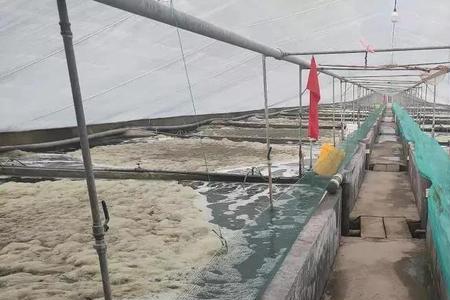 养殖虾塘1亩放多少盐变海水