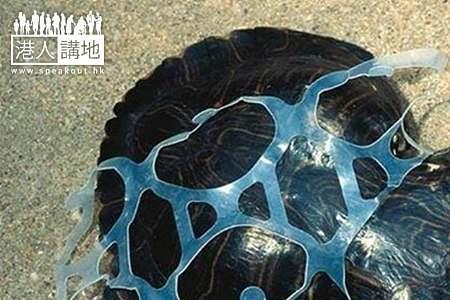 海龟壳形状构成和好处