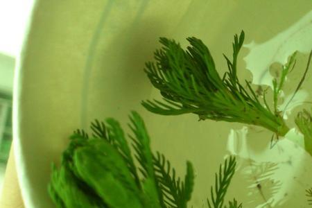 什么陆生植物可以放鱼缸里
