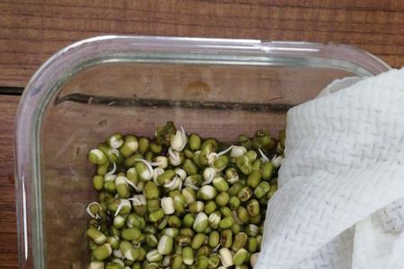 陈绿豆生芽吗
