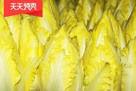怎样用玉兰菜种子培育玉兰菜根