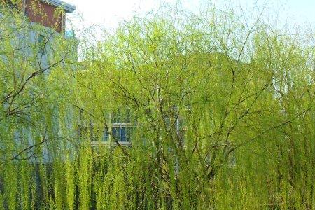一什么杨柳