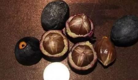 橄榄核碰到酒精会怎么样