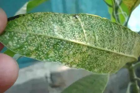 芒果树的蚧壳虫是会动的吗