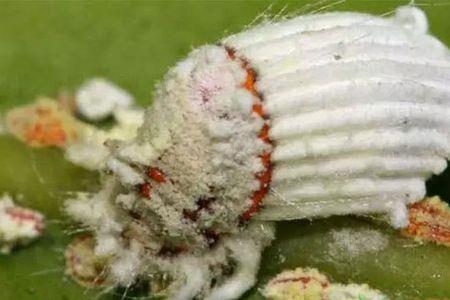 红蜘蛛药水能杀死水稻那些害虫