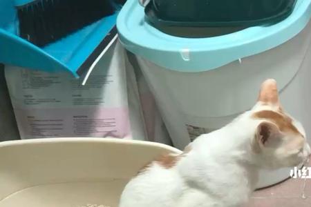 小猫咪几天能自己大小便