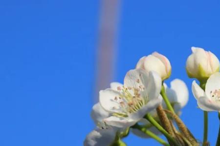 梨都花语