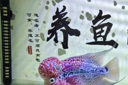 罗汉鱼用什么灯光增色快
