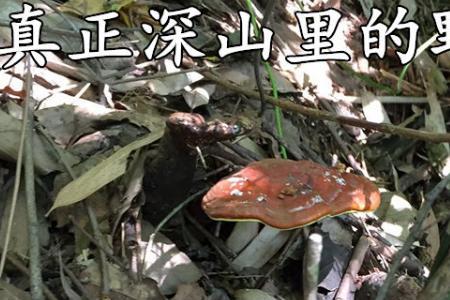 山货怎么形容