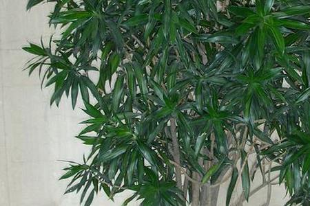 百合竹怎么分叉