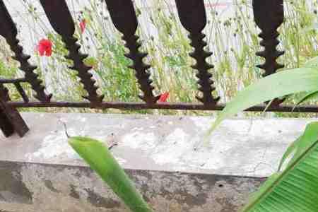 葫芦藤冬天会冻死吗
