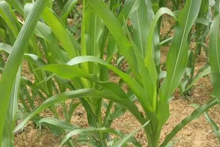 玉米田苍耳用什么除草剂效果好