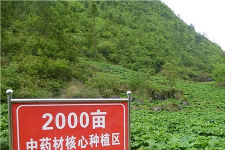 重庆药材公司收购哪些药材
