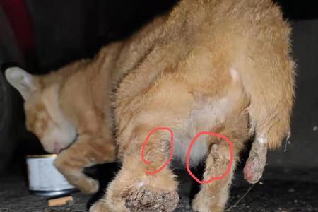 猫咪天生断尾遗传吗
