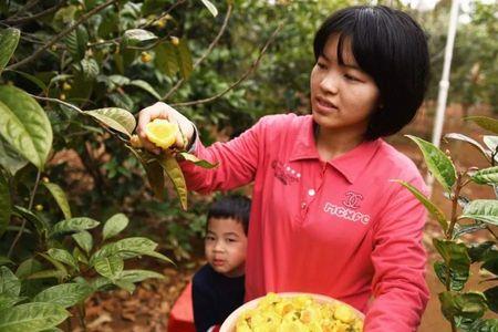 金花茶采摘最佳时间
