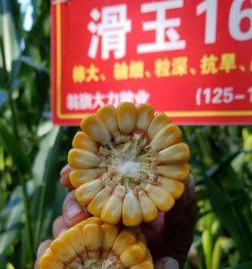裕丰168号玉米品种