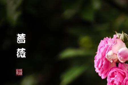 一簇是什么意思