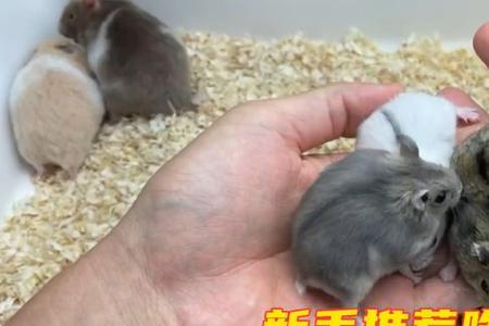 玻璃箱适合养金丝熊吗