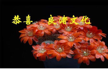 恭喜荣升意思