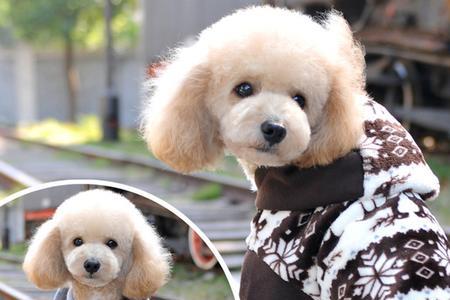 八斤比熊犬四脚衣服裁剪尺寸