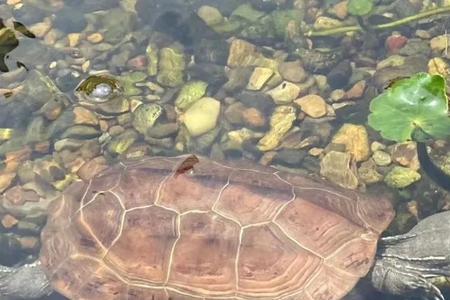 乌龟泡完电解多维需要换水吗