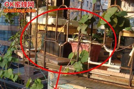 青米蜂有没有家养的