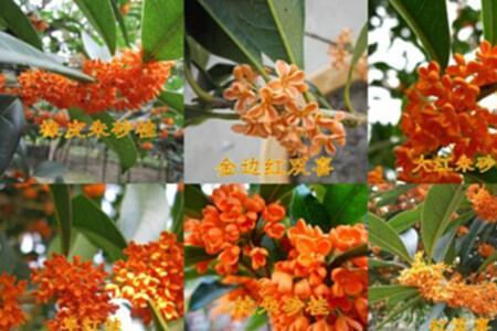 金桂红双喜什么特点
