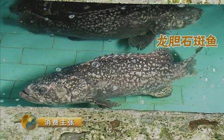 海水石斑鱼在家能养吗