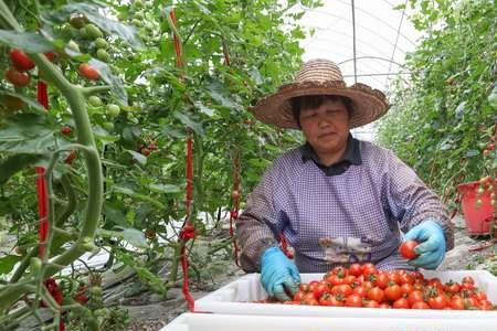 番茄内投和直接发哪个好