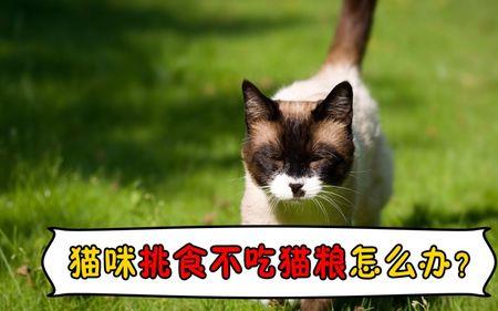 猫咪托运后不吃不喝怎么办