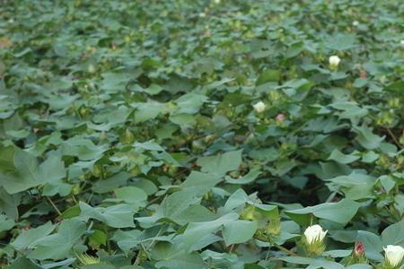 棉花种植需要大量水源吗