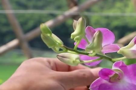 香水石斛兰一年开几次花
