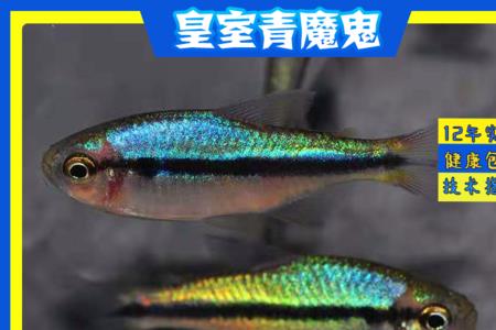 皇室青魔鬼灯鱼寿命