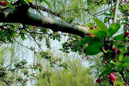 柳叶绿桃花红是哪首诗
