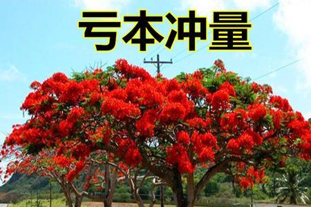 适合北方耐寒的浅根系的花树