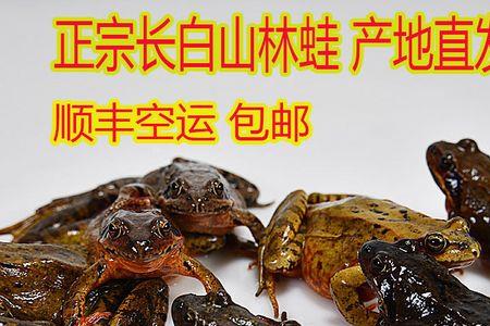 林蛙活的怎么晒干