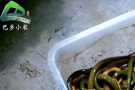 黄鳝为什么晚上出来