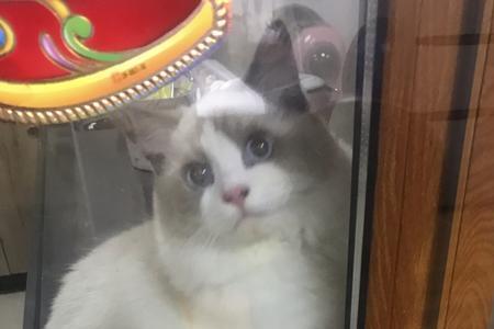 猫保持在8斤半正常么