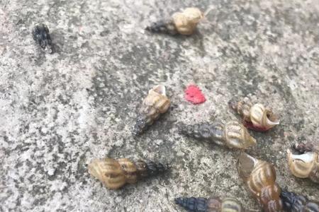 钉螺和田螺哪个更干净