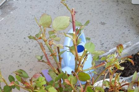 月季花苞上粘粘的像糖水一样