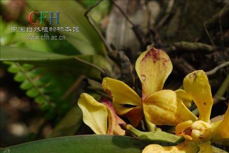 狐尾兰和万代兰的区别