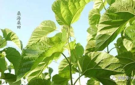 六月桑叶与霜后桑叶的区别