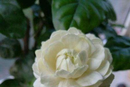 虎头茉莉的花蕾是什么样的