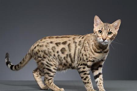夜猫还在的猫是什么猫