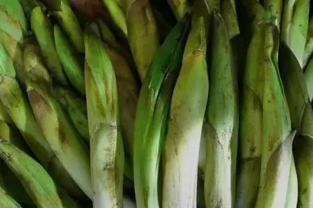 竹叶菜什么时候种