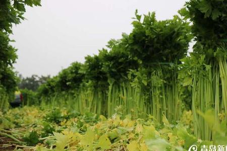 马兰沟芹菜什么品种