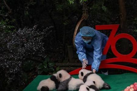 大熊猫欢欢喜喜哪年出生