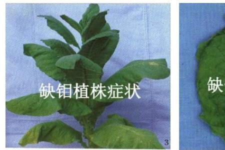 钼酸钠在作物中的作用