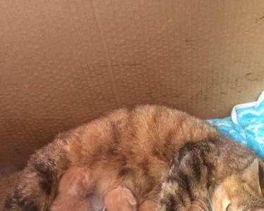 刚生完孩子的猫可以吹风吗